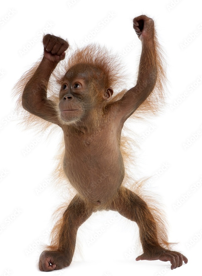 Orangután