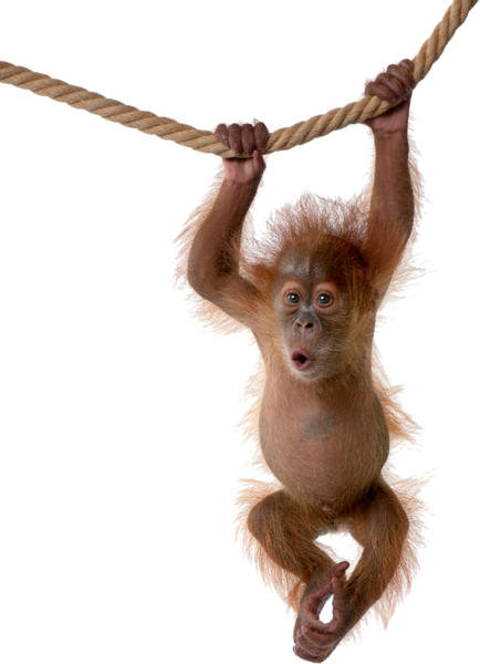 Orangután